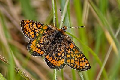 <i>Euphydryas aurinia</i>