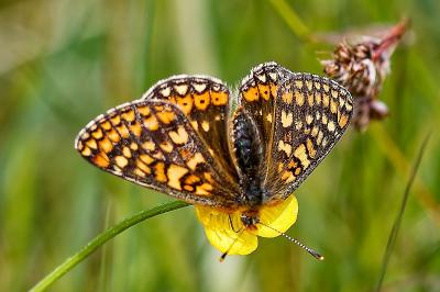 <i>Euphydryas aurinia</i>