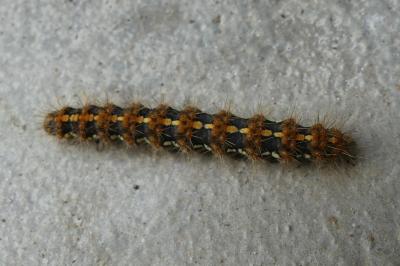<i>Euplagia quadripunctaria</i>