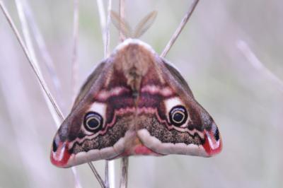 <i>Saturnia pavonia</i>