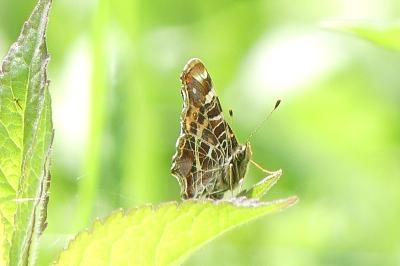 <i>Araschnia levana</i>