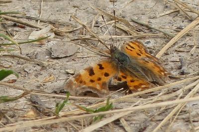 <i>Polygonia c-album</i>