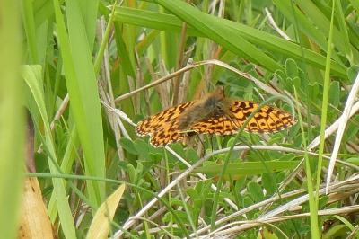 <i>Boloria dia</i>