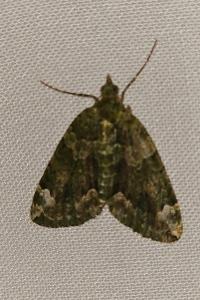 <i>Chloroclysta siterata</i>
