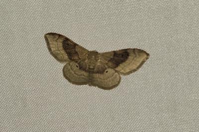 <i>Idaea degeneraria</i>