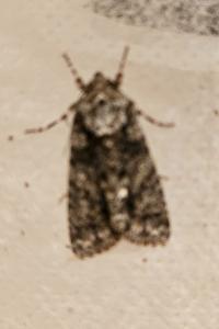 <i>Acronicta rumicis</i>