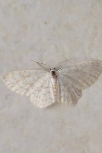 <i>Asthena albulata</i>