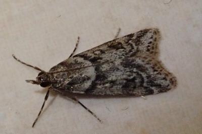 <i>Eudonia angustea</i>