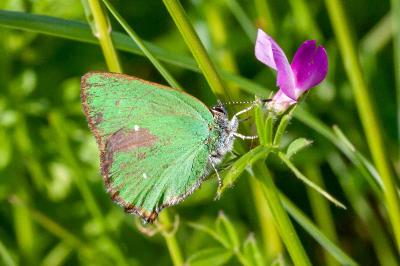 <i>Callophrys rubi</i>