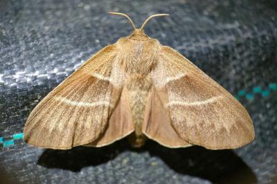 <i>Macrothylacia rubi</i>