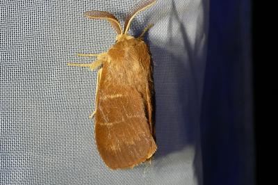 <i>Macrothylacia rubi</i>