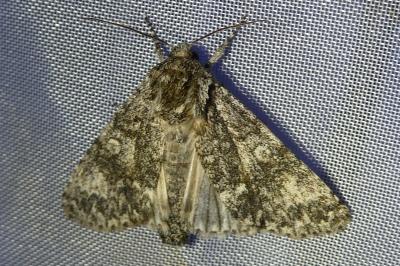 <i>Acronicta megacephala</i>
