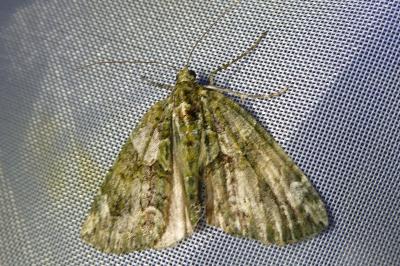 <i>Chloroclysta siterata</i>