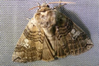 <i>Tethea or</i>