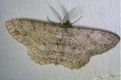 <i>Hypomecis punctinalis</i>