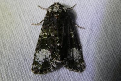 <i>Craniophora ligustri</i>