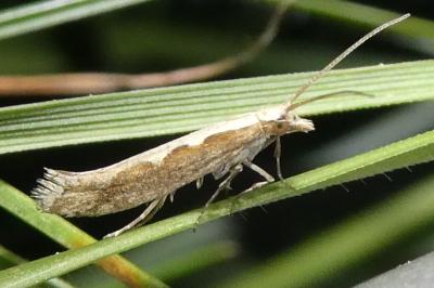 <i>Plutella xylostella</i>