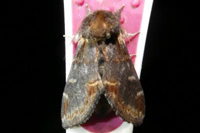 <i>Notodonta dromedarius</i>