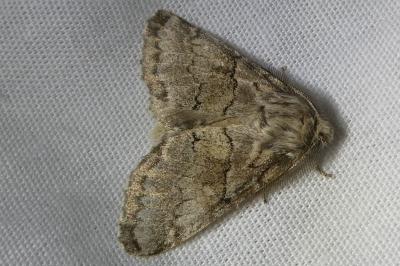 <i>Gluphisia crenata</i>