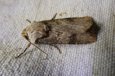 <i>Agrotis puta</i>
