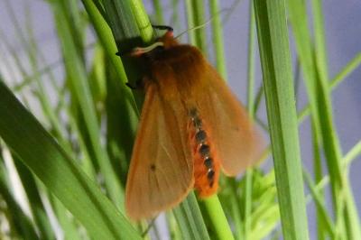 <i>Phragmatobia fuliginosa</i>
