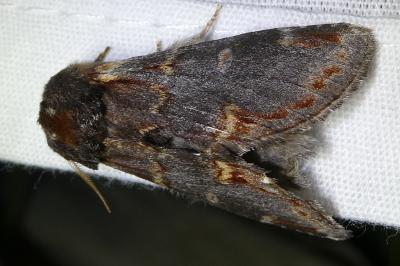 <i>Notodonta dromedarius</i>