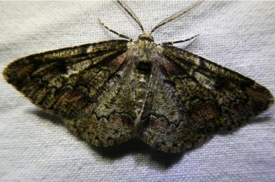 <i>Cleorodes lichenaria</i>