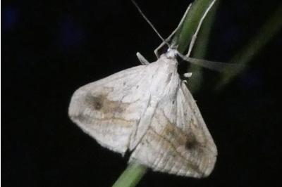 <i>Evergestis forficalis</i>