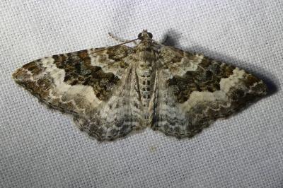 <i>Epirrhoe alternata</i>