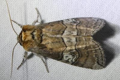 <i>Tethea ocularis</i>