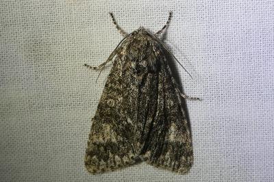 <i>Acronicta megacephala</i>