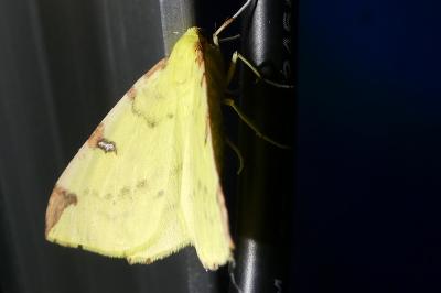 <i>Opisthograptis luteolata</i>