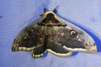 <i>Saturnia pyri</i>