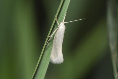 <i>Elachista argentella</i>