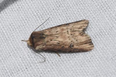 <i>Axylia putris</i>