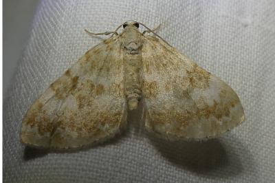 <i>Perizoma flavofasciata</i>