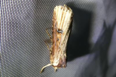 <i>Axylia putris</i>