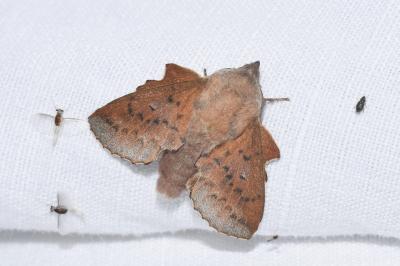 <i>Phyllodesma tremulifolia</i>