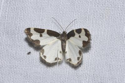 <i>Lomaspilis marginata</i>