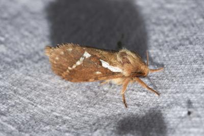 <i>Korscheltellus lupulinus</i>