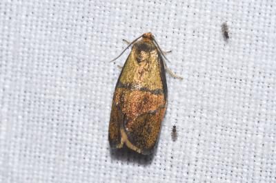 <i>Ptycholoma lecheana</i>