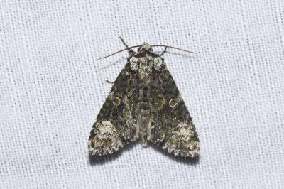 <i>Craniophora ligustri</i>