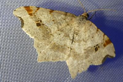 <i>Macaria alternata</i>