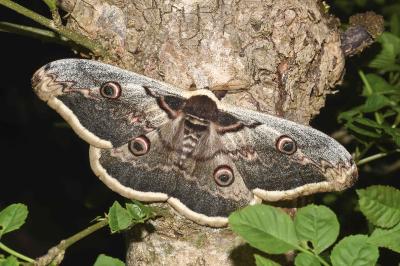 <i>Saturnia pyri</i>