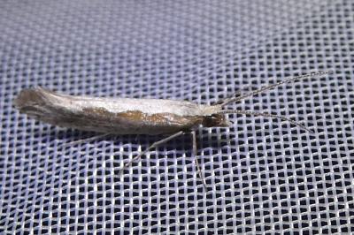 <i>Plutella xylostella</i>