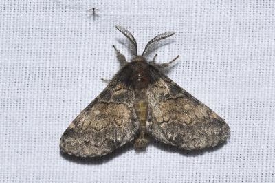 <i>Gluphisia crenata</i>