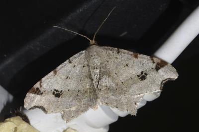 <i>Macaria alternata</i>