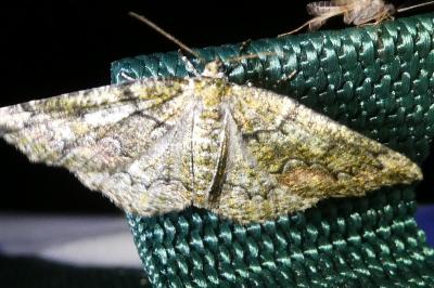 <i>Cleorodes lichenaria</i>