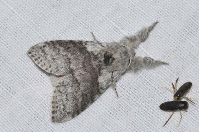 <i>Calliteara pudibunda</i>