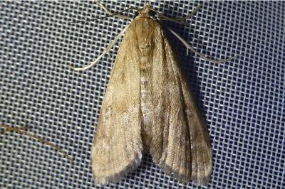 <i>Parapoynx stratiotata</i>